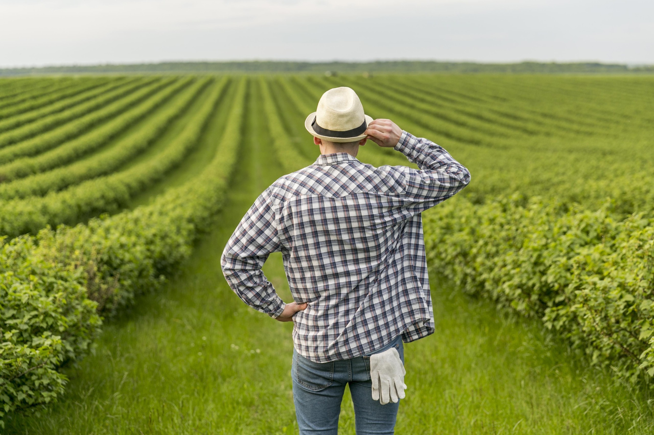 Illustration of a farmer inspecting his field