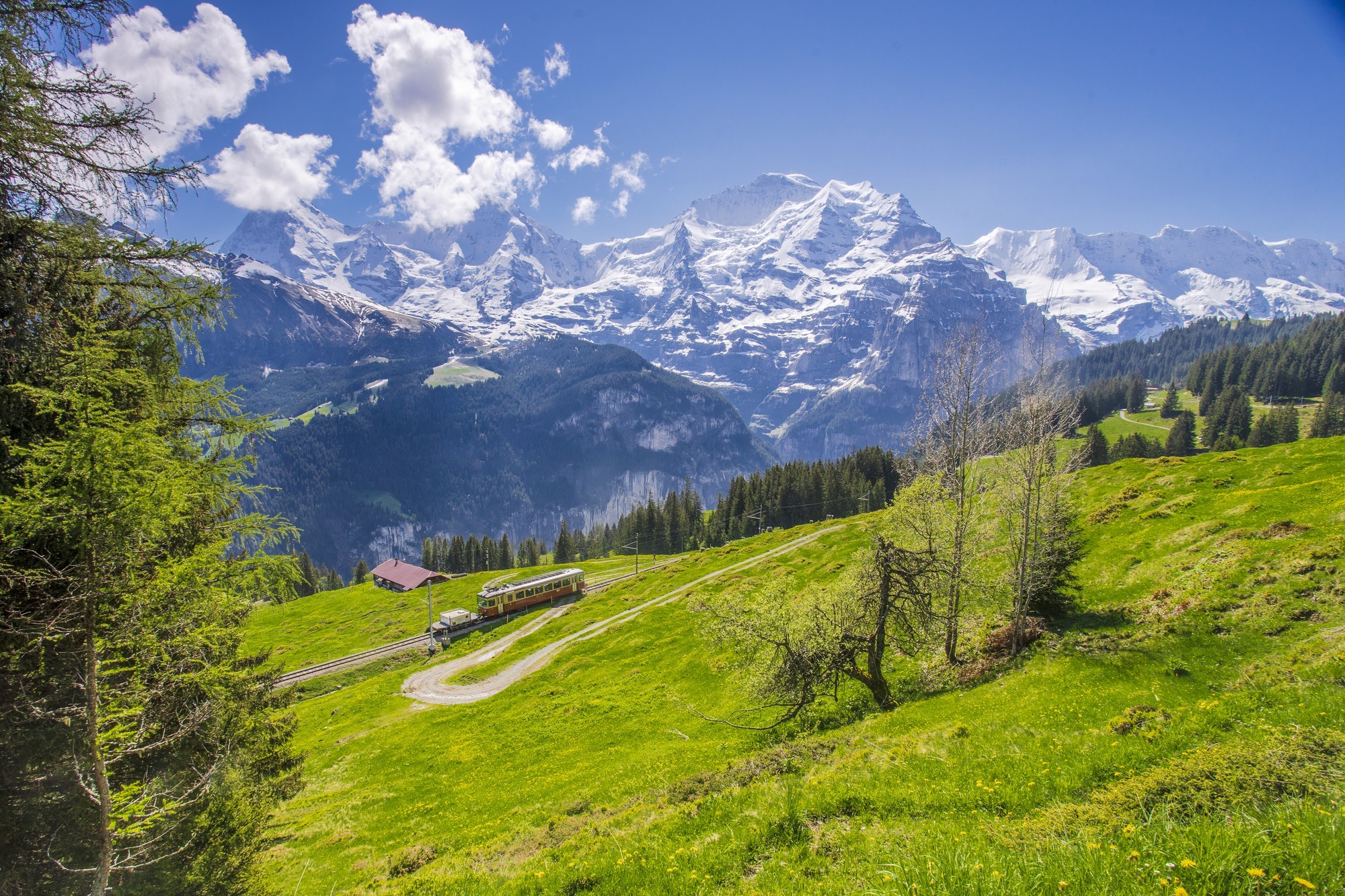 A picture of snowy Swiss mountaintops, a pine forest, and green fields